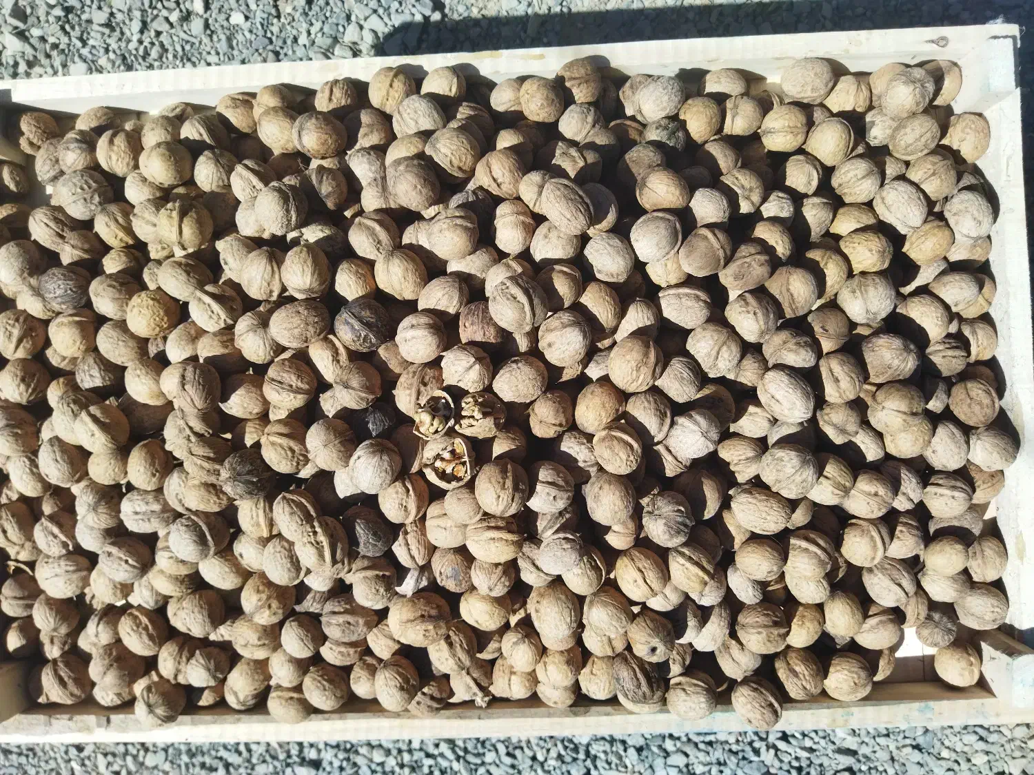 گردو|خوردنی و آشامیدنی|کوهسرخ, |دیوار