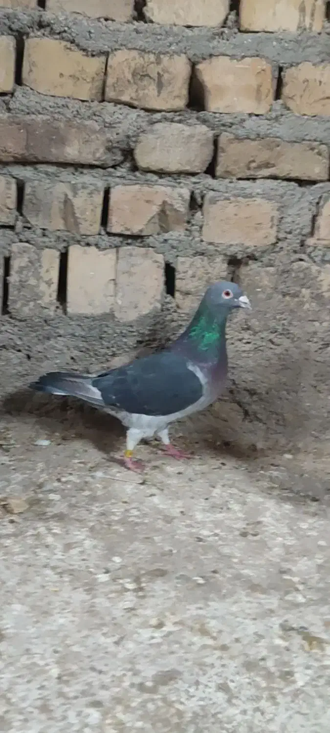 گبوتر پیلکی گمشده گمشده|پرنده|قوچان, |دیوار