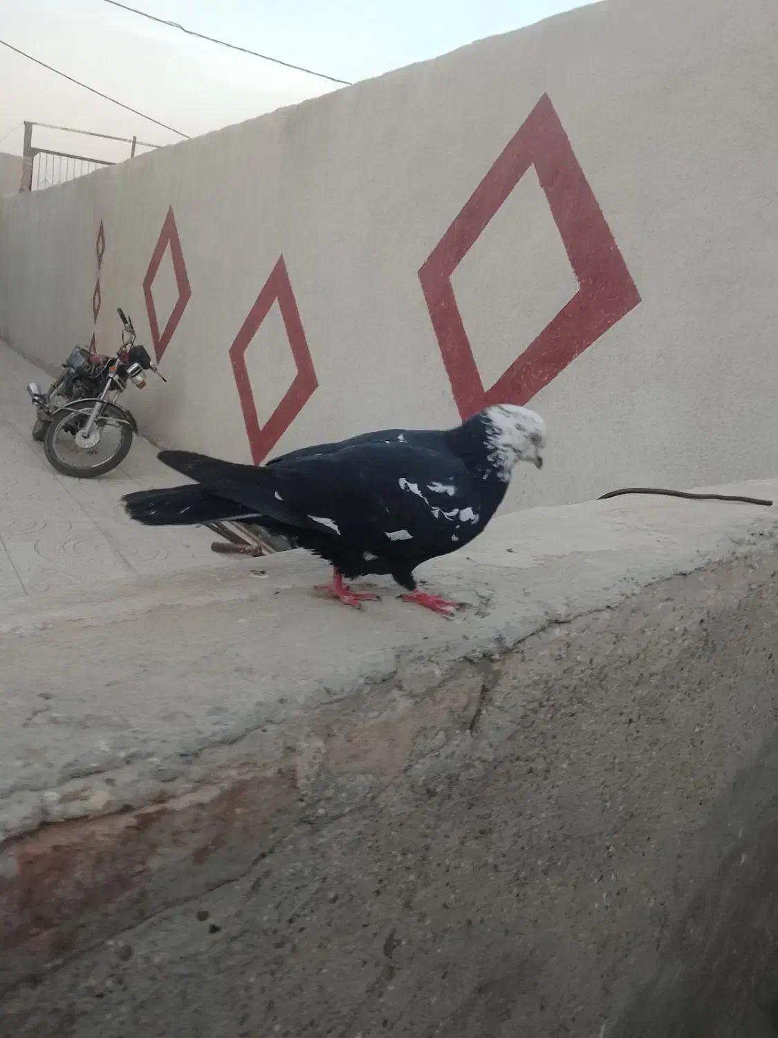 کفتر|پرنده|بناب, |دیوار