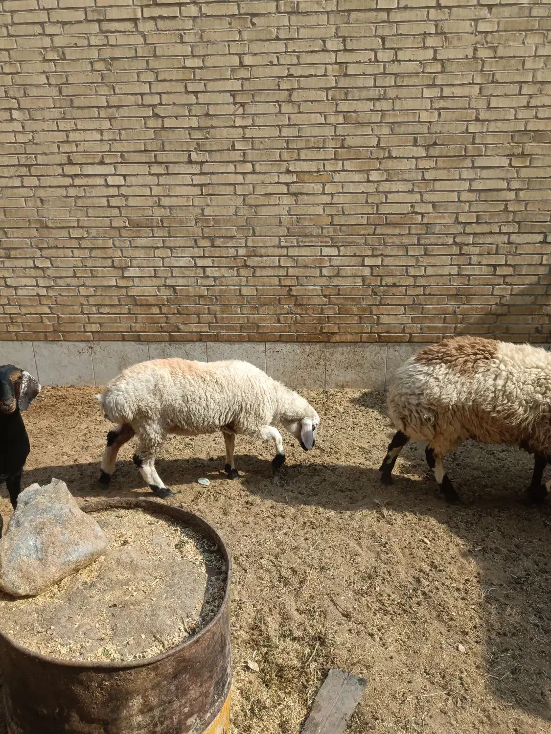 گوسفند دورگ ترکی افشاری|حیوانات مزرعه|یزد, |دیوار