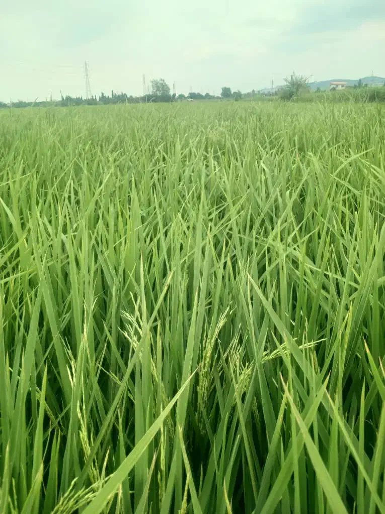 برنج فروشی|خوردنی و آشامیدنی|گرگان, |دیوار