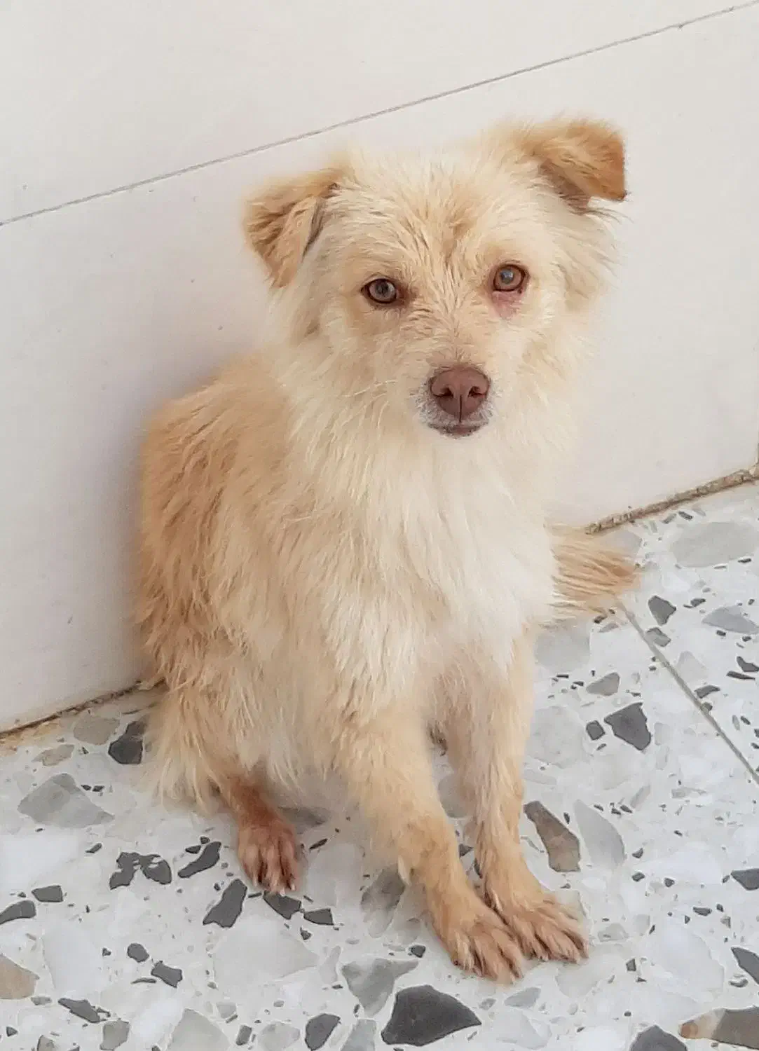 FOXI|سگ|مسجد سلیمان, |دیوار