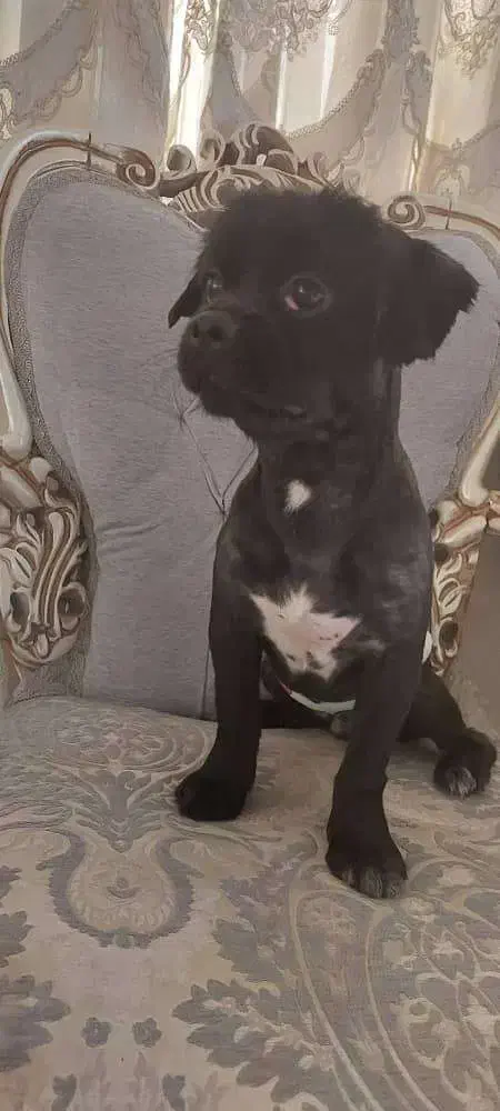 گمشده|حیوانات|تهران, حکیمیه|دیوار