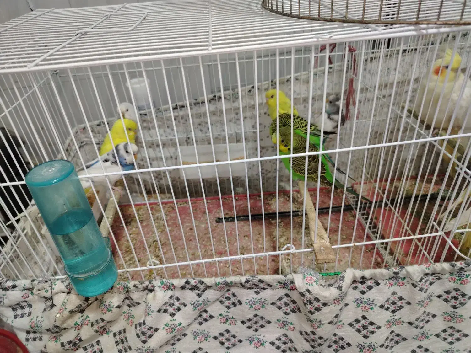 حراج مرغ عشق و فنچ|پرنده|قائمشهر, |دیوار