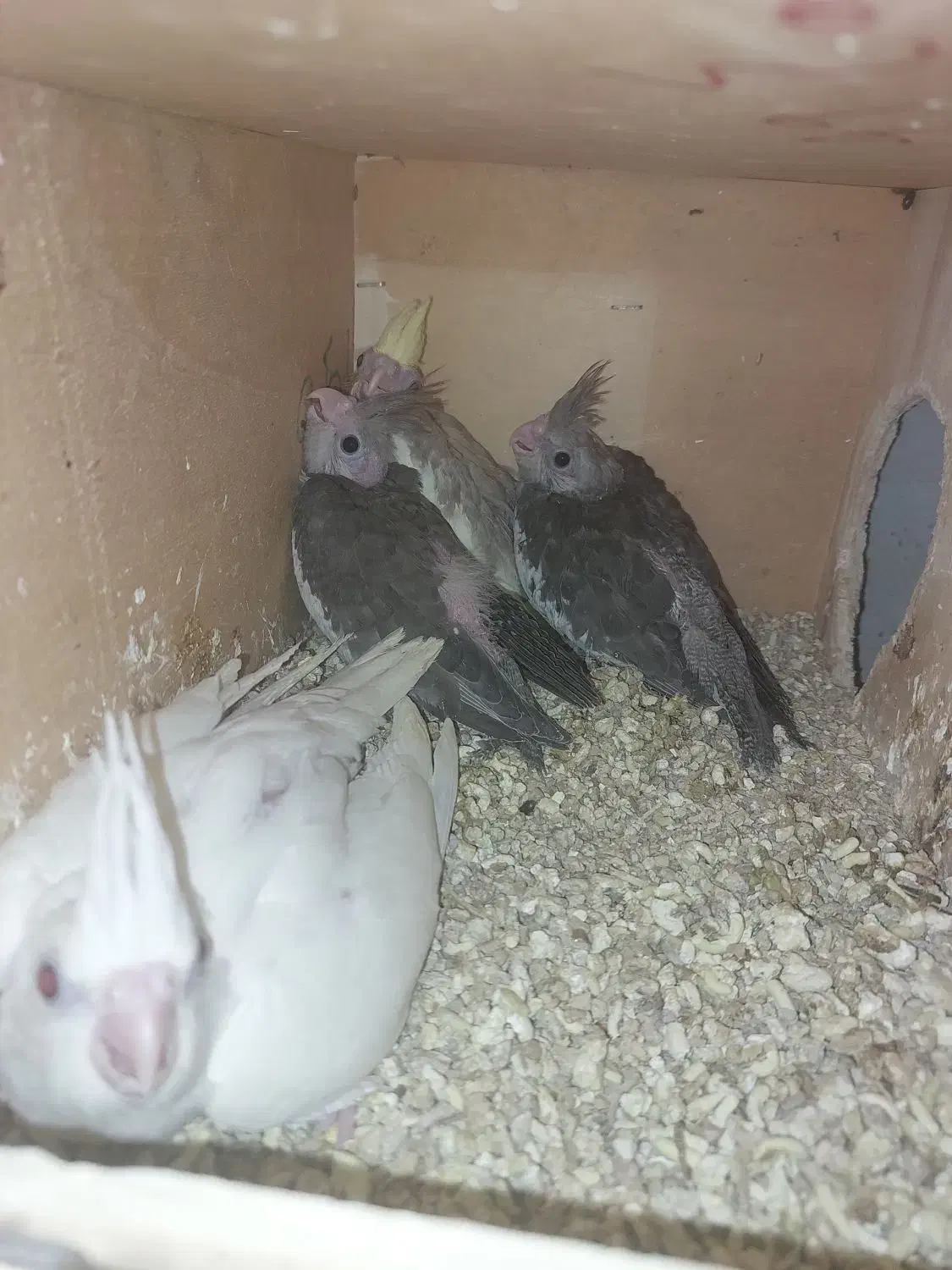 جوجه عروس هلندی سرلاکی ادرس برازجان|پرنده|برازجان, |دیوار