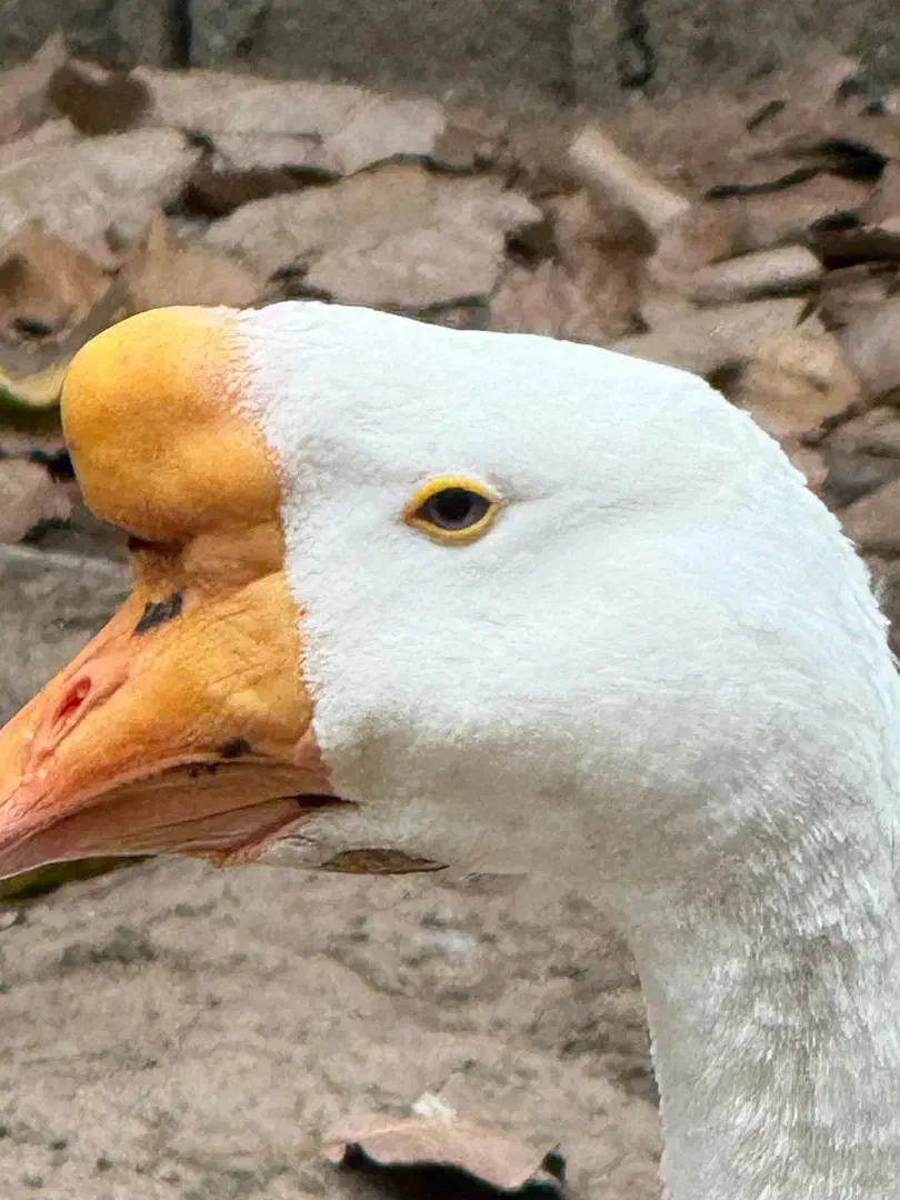 جفت قوغاز اوکراینی اصیل|حیوانات مزرعه|کومله, |دیوار