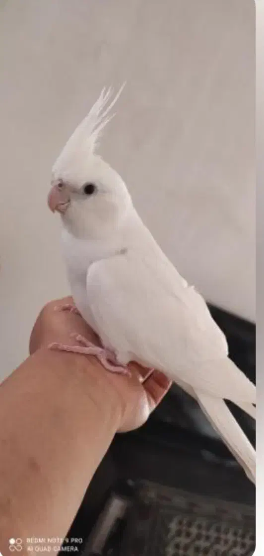 عروس هلندی|پرنده|خرمدره, |دیوار