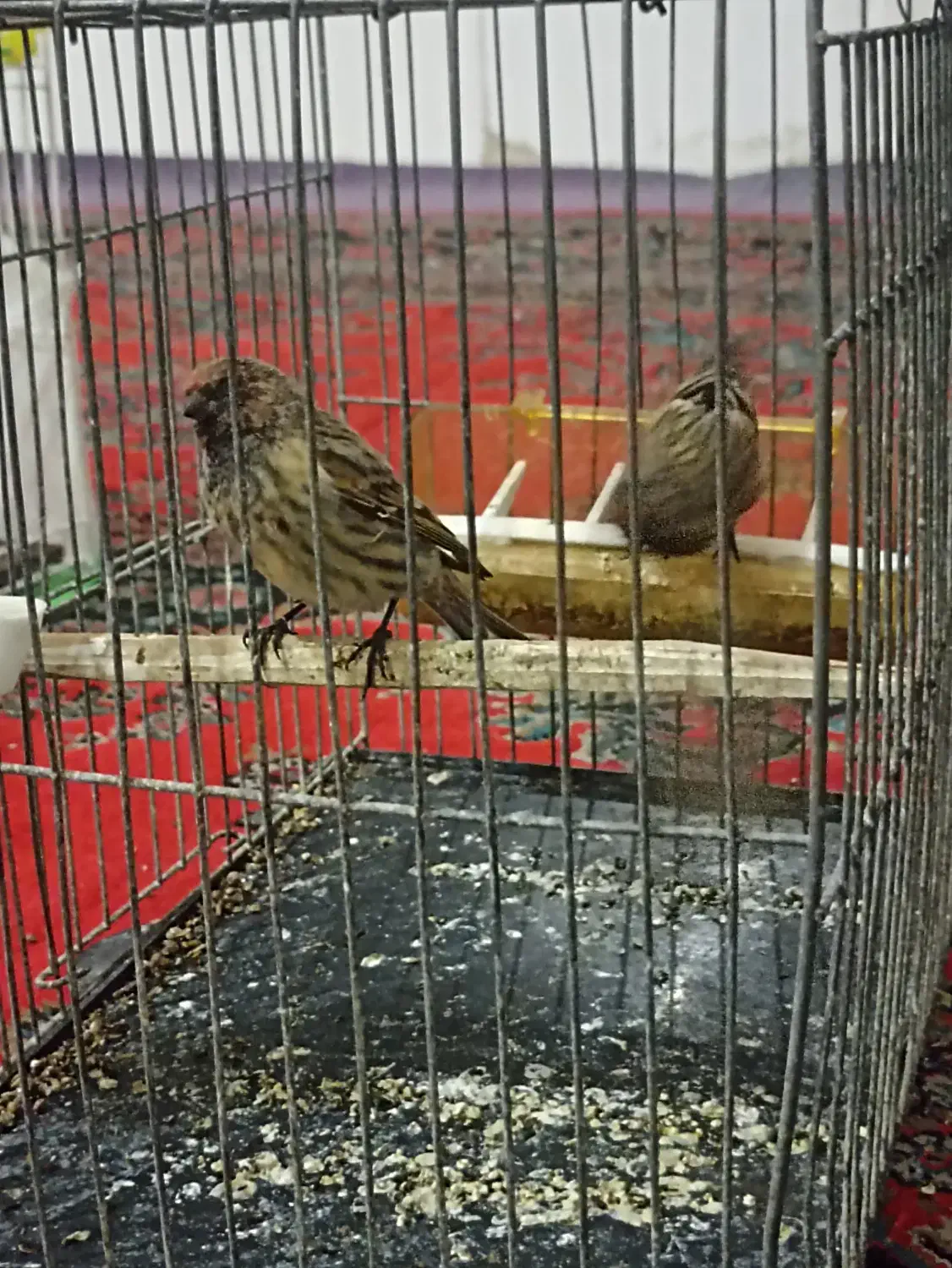 سره گل سر|پرنده|مشهد, بهمن|دیوار