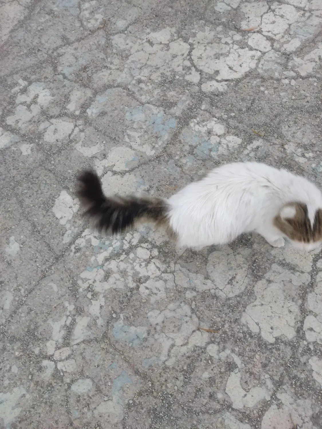 گربه|گربه|صفادشت, |دیوار