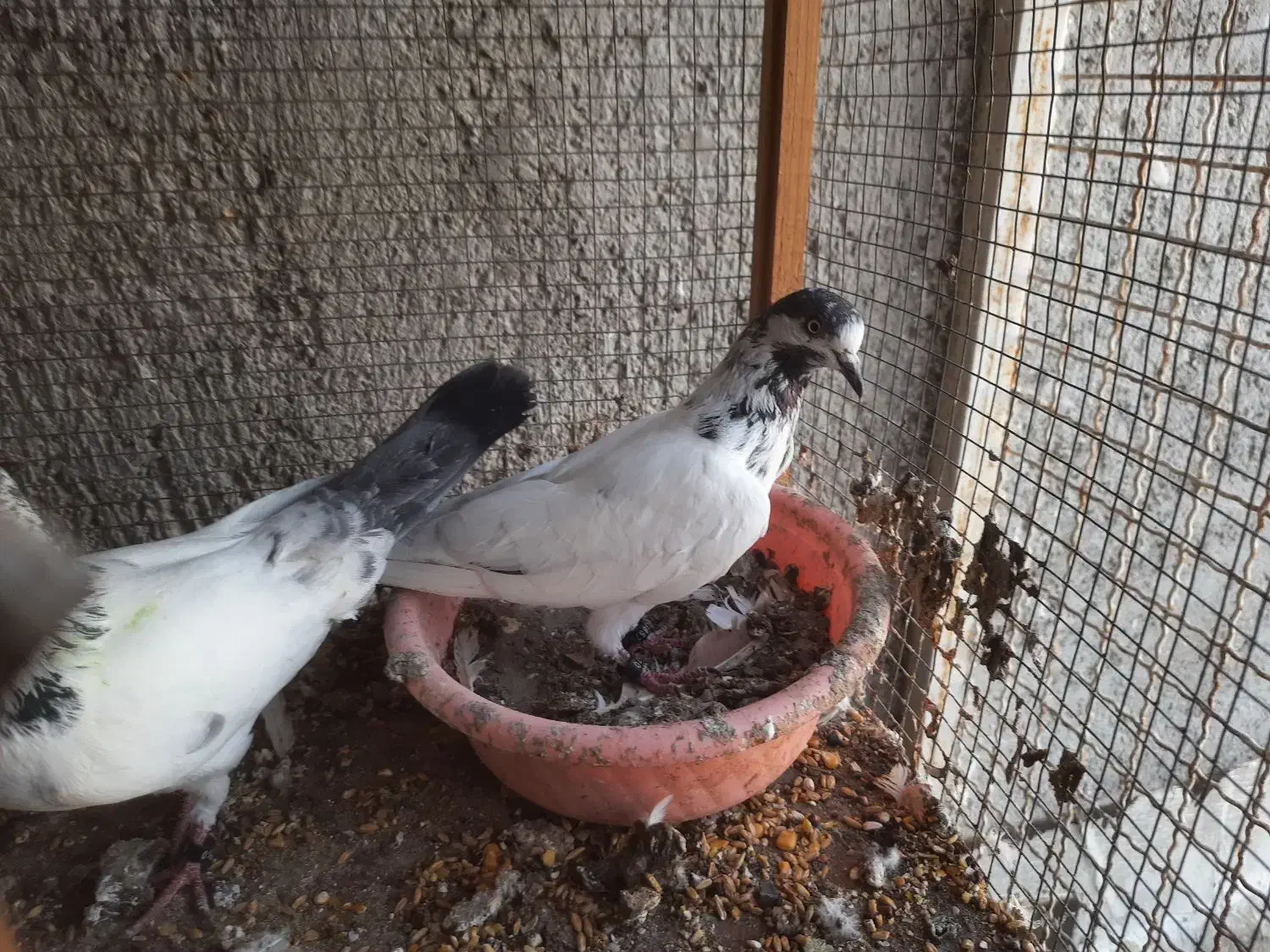 کبوتر پینتس|پرنده|بندرعباس, |دیوار