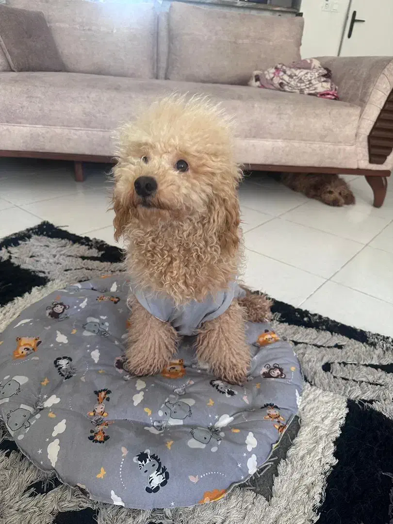 سگ پودل|سگ|تهران, هلال احمر|دیوار