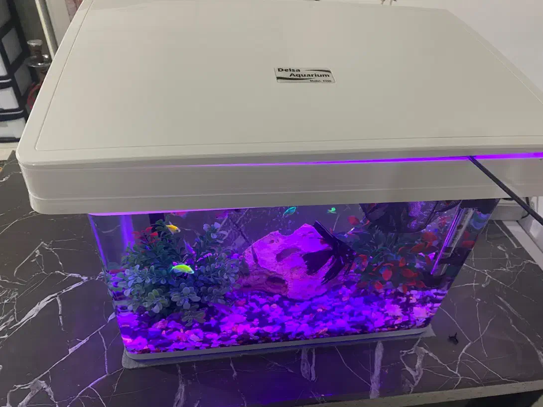 آکواریوم شیشه خم|ماهی|کرمانشاه, |دیوار