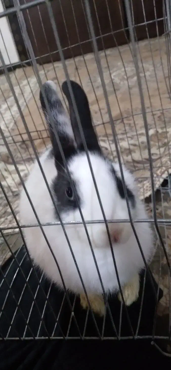 خرگوش|موش و خرگوش|نهاوند, |دیوار