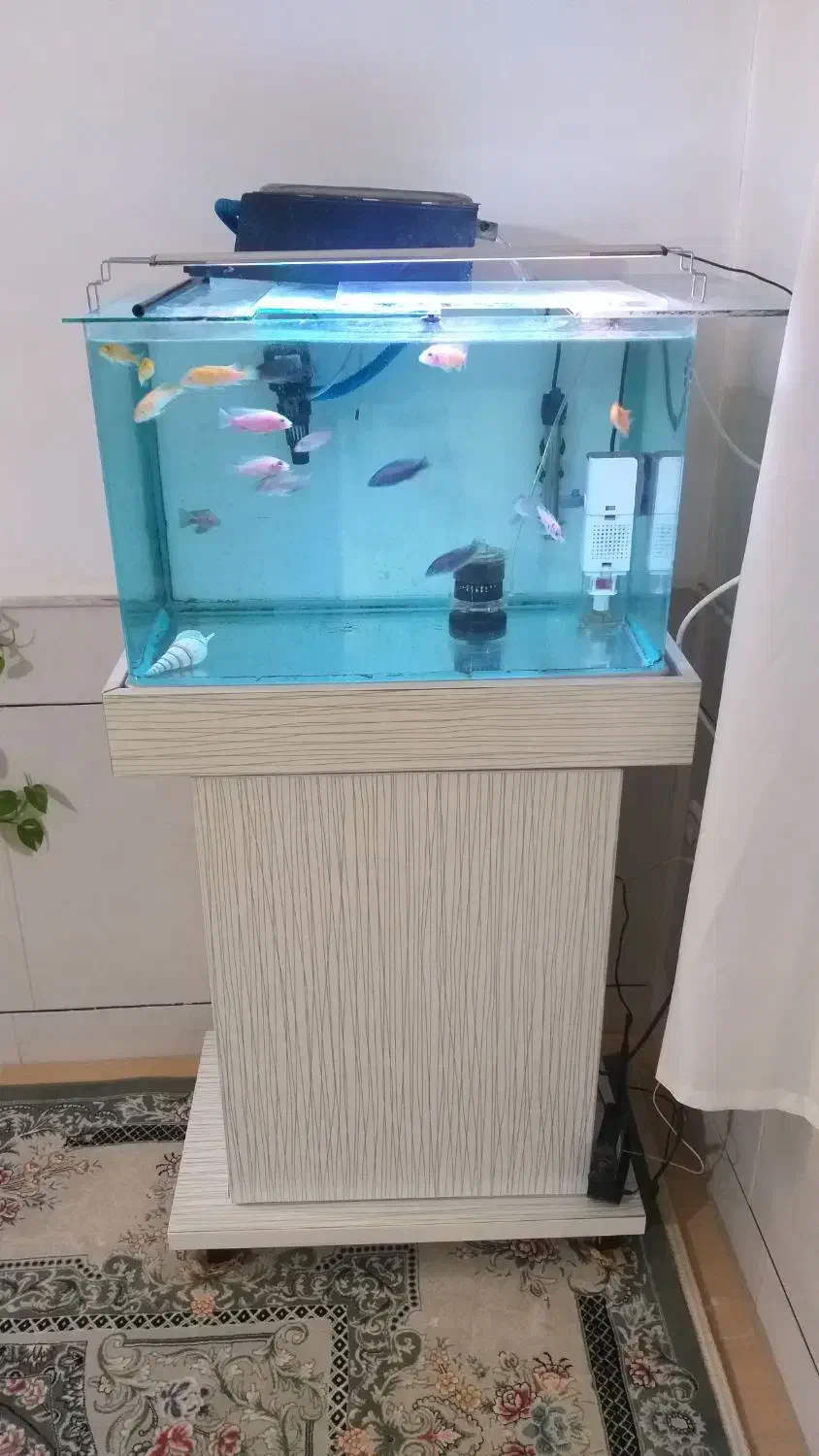 اکواریوم|ماهی|کاشان, فاز ۲ ناجی آباد|دیوار