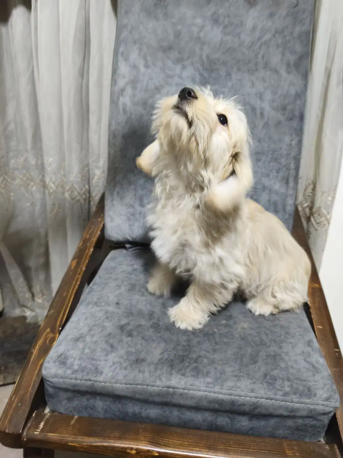 سگ پودل|سگ|فردیس, منظریه|دیوار