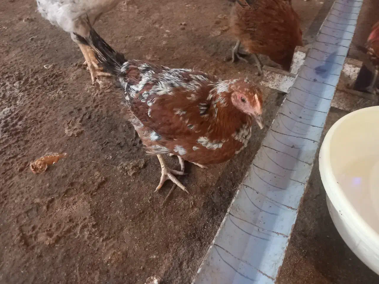 فروش جوجه مرغ و خروس نیمجه گلپایگان|حیوانات مزرعه|پیشوا, |دیوار