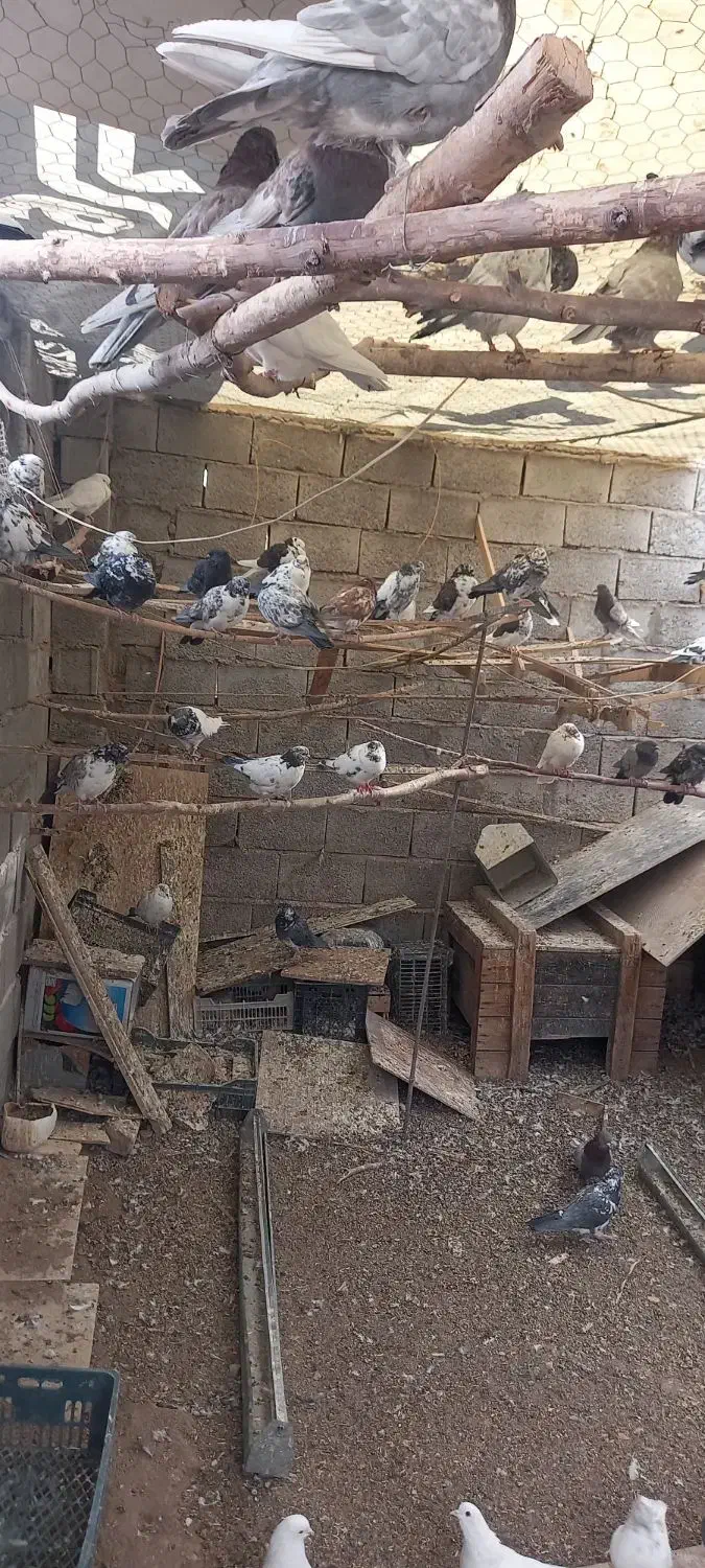 فروش کبوتر پرشی|پرنده|زید آباد, |دیوار