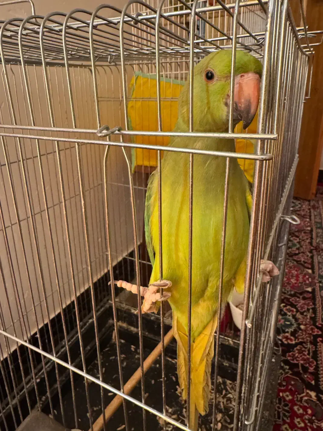 ملنگو|پرنده|فراشبند, |دیوار