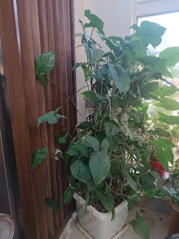 گل طبیعی|گل و گیاه طبیعی|تهران, فرحزاد|دیوار