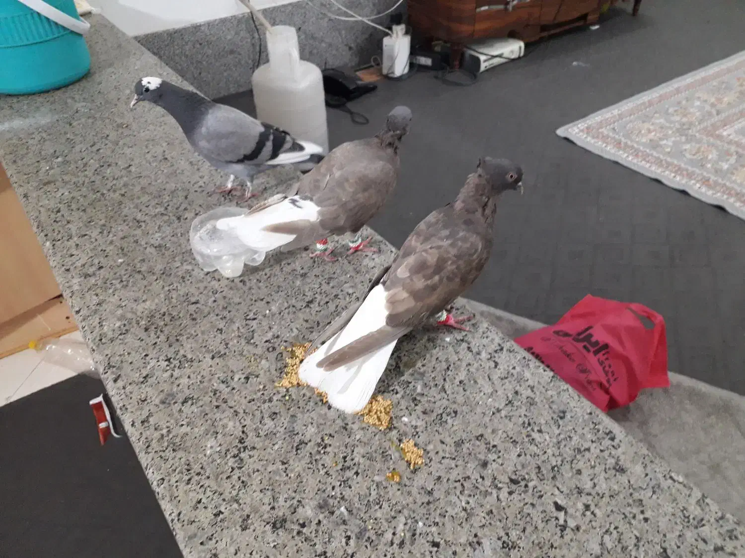 کفتر دم سفید سر کی|پرنده|قم, نخودی|دیوار