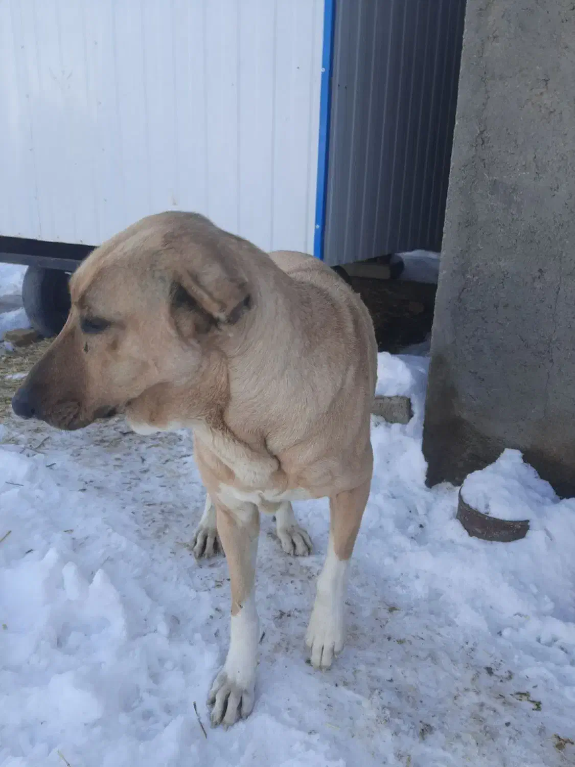 ماده عراقی|سگ|ضیاء آباد, |دیوار