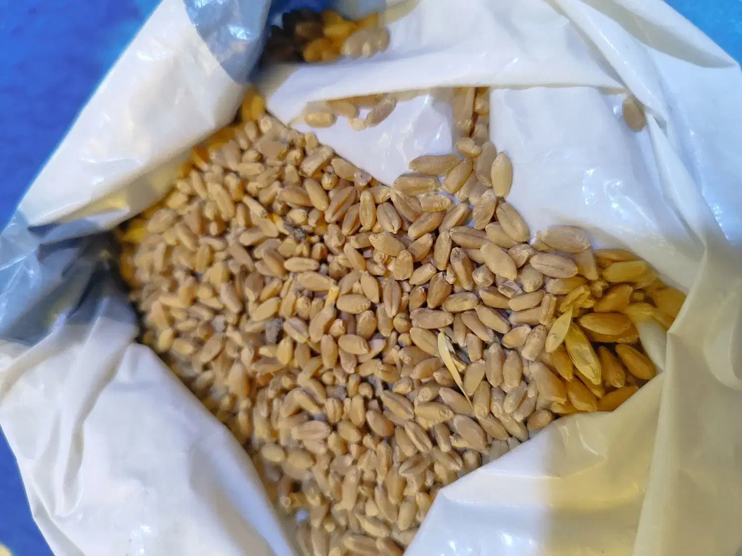 گندم|عمده‌فروشی|آشخانه, |دیوار