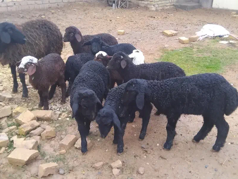 گوسفند میش وبره|حیوانات مزرعه|بشاریات, |دیوار