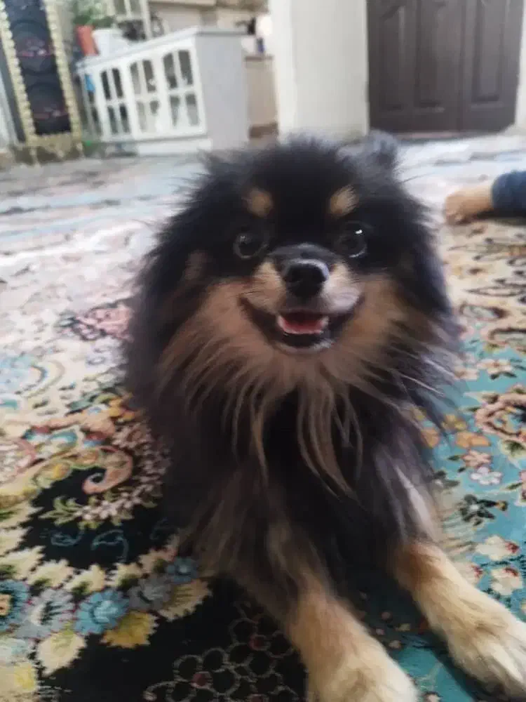 سگ گمشده|حیوانات|تهران, فرحزاد|دیوار