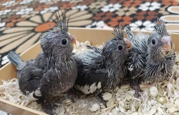 جوجه سرلاکی عروس هلندی|پرنده|جنت, |دیوار