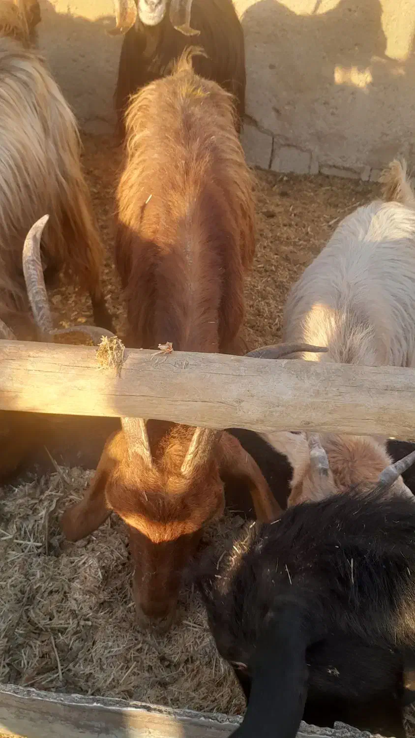 کولار وبزجوان|حیوانات مزرعه|مرودشت, ده بید|دیوار