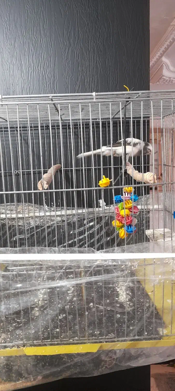 قناری نر|پرنده|بروجرد, |دیوار