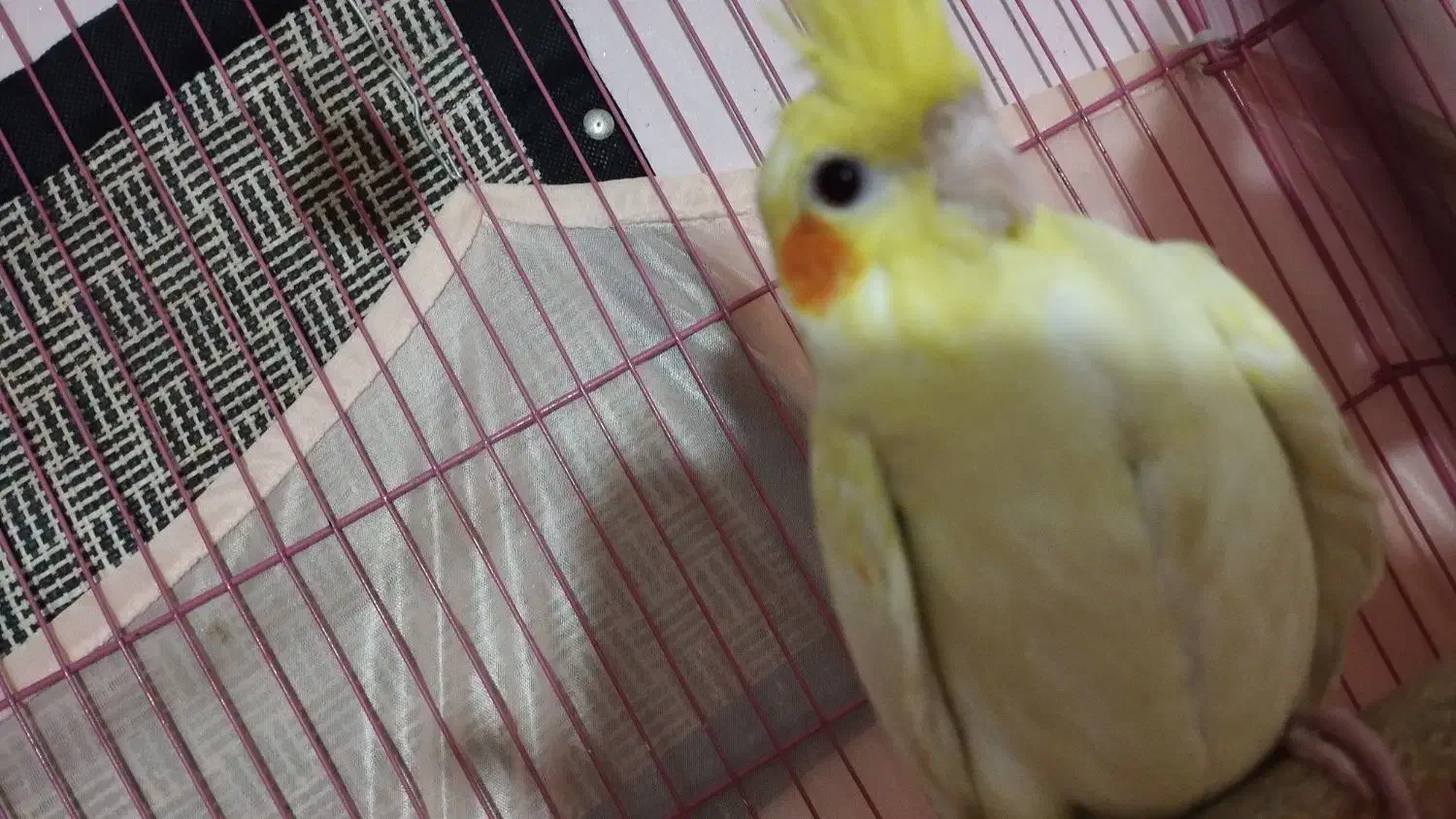 یه جفت عروس. هلندی لوتینو  سالم بدون پر ریزی|پرنده|پاکدشت, شهرک امام رضا|دیوار