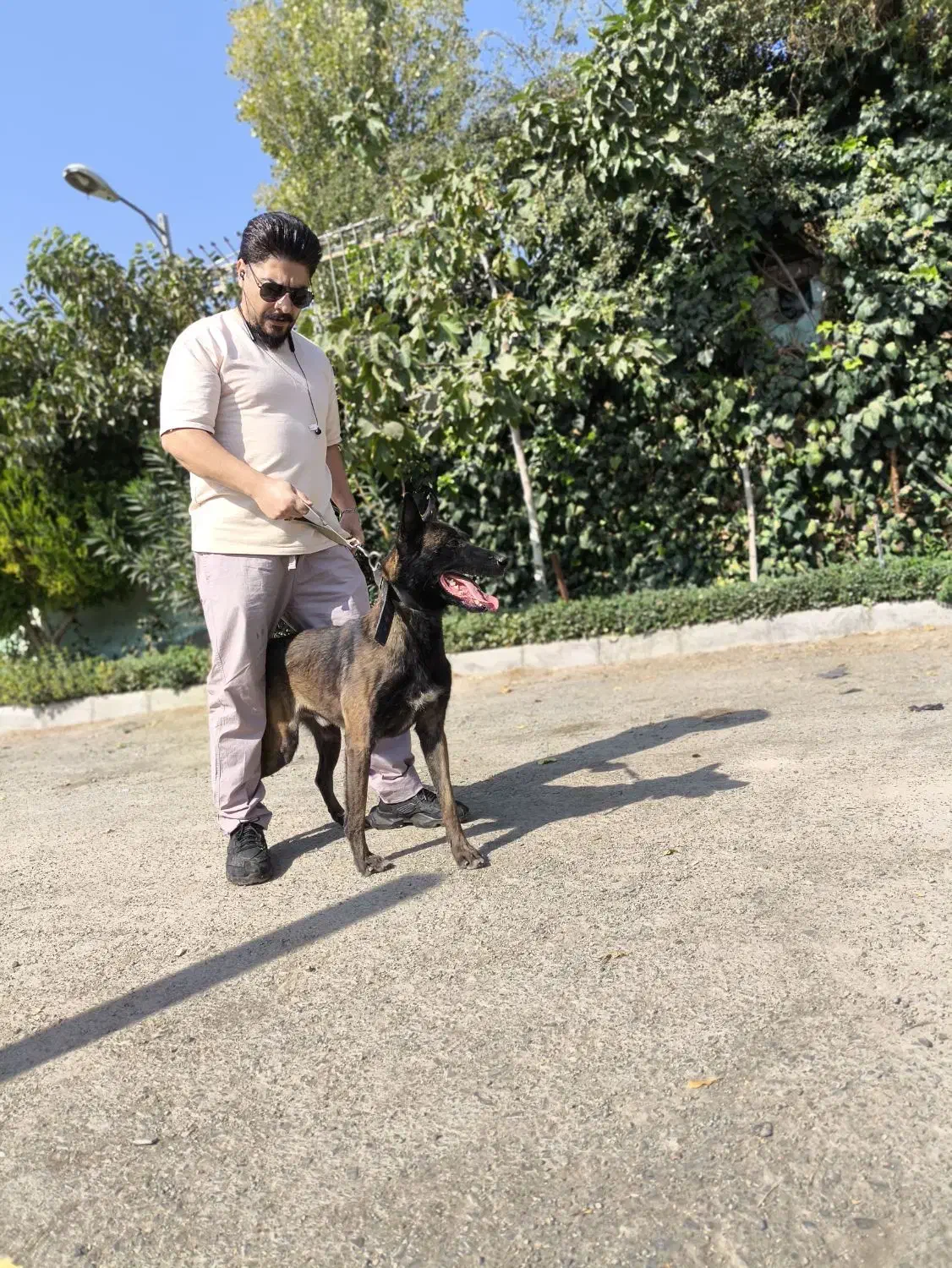 فروش سگ اصیل در مجموعه مجوزدار ایران|سگ|ملارد, |دیوار