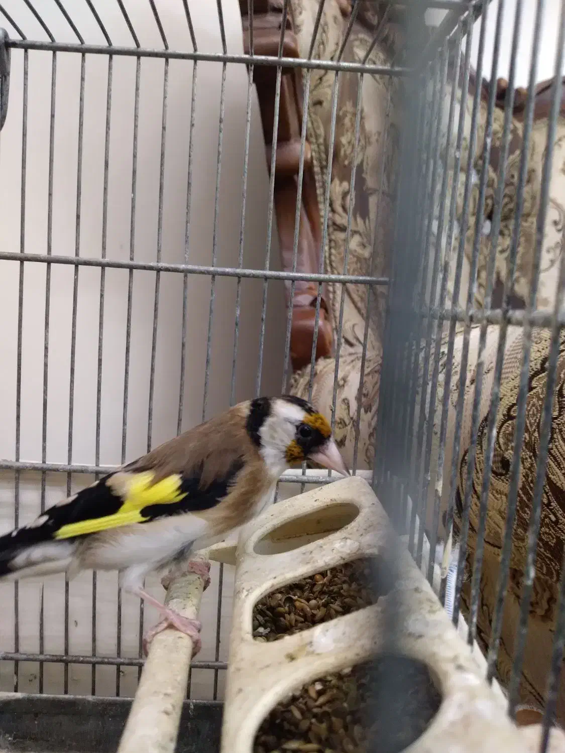 سهره|پرنده|ملارد, |دیوار