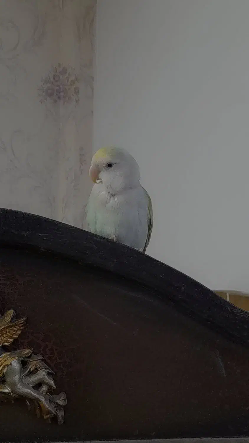 طوطی برزیلی نر|پرنده|تهران, عبدل‌آباد|دیوار