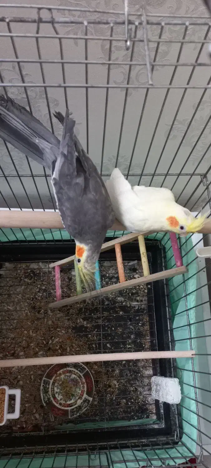 عروس هلندی|پرنده|وحیدیه, |دیوار