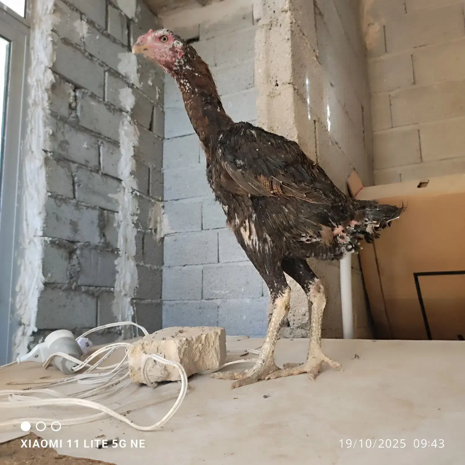 مرغ خروس|حیوانات مزرعه|چالدران, |دیوار