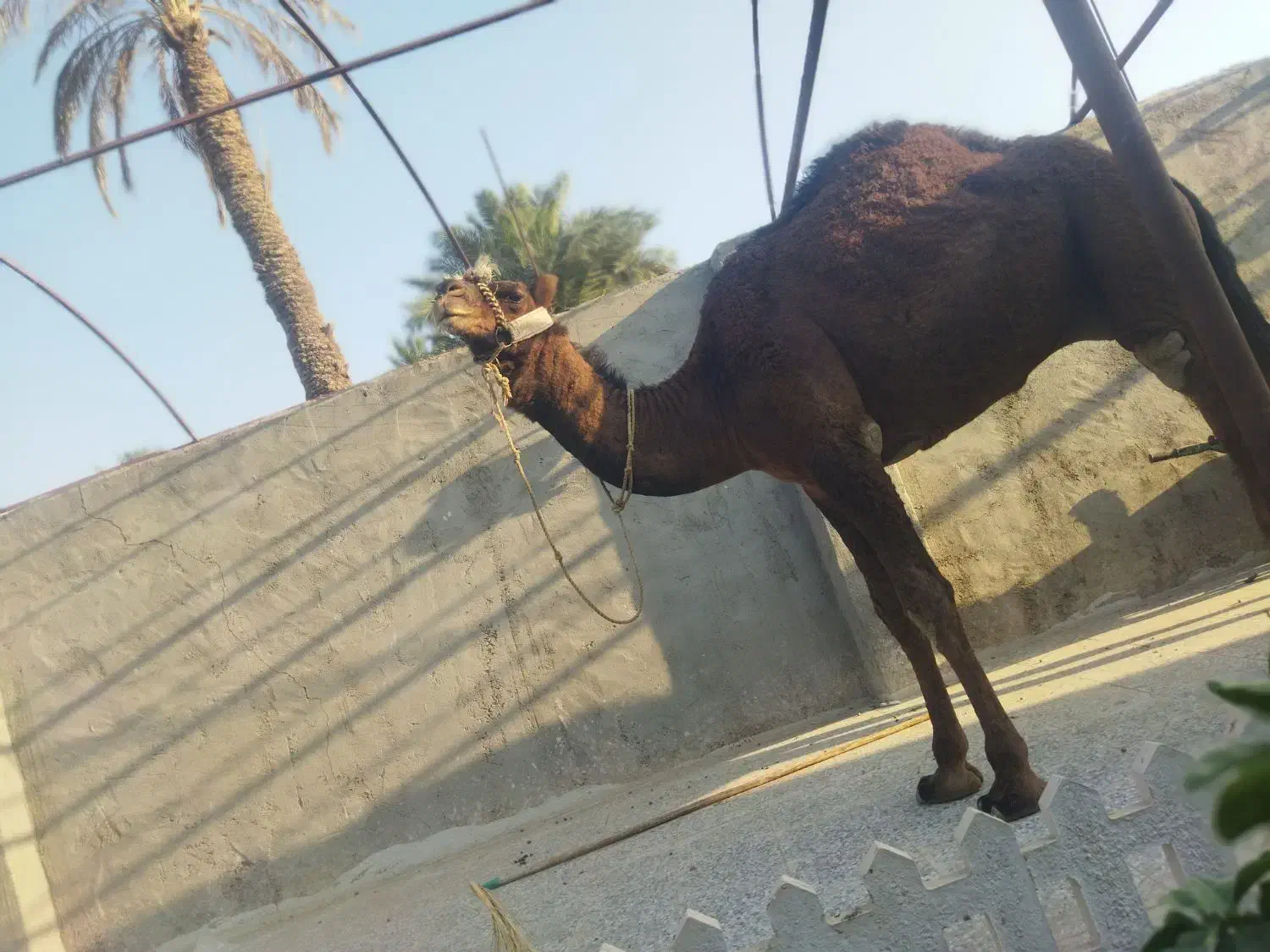 شتر در بافق|حیوانات مزرعه|بافق, |دیوار