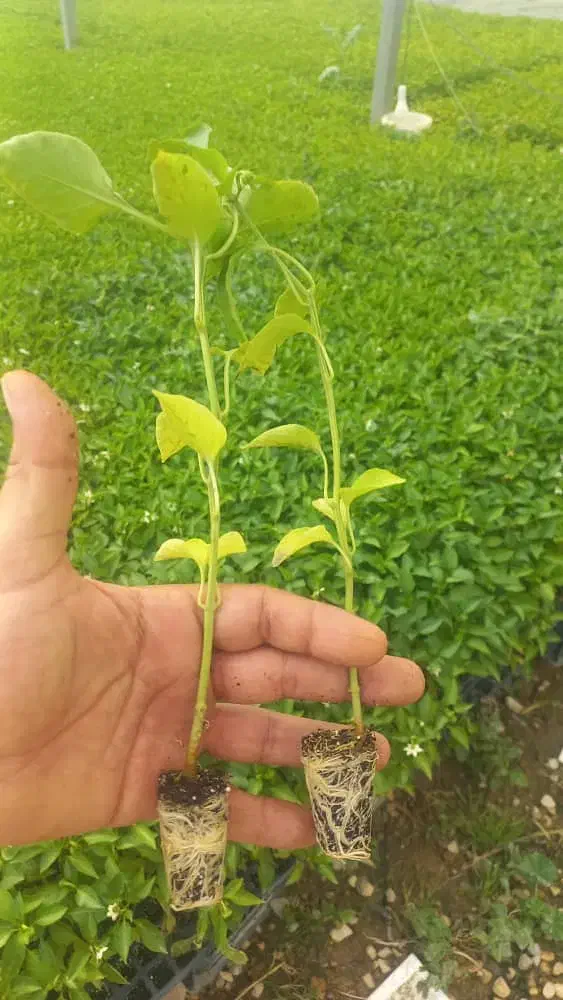 مرکز نشآ دزفول|خدمات باغبانی و درختکاری|بندرعباس, |دیوار