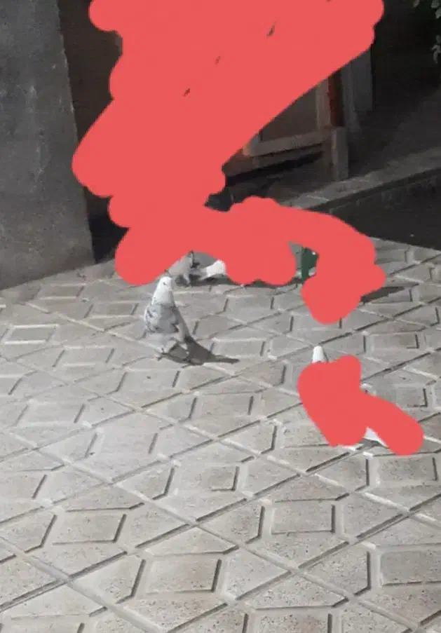 کبوتر گم شده|حیوانات|مرند, |دیوار