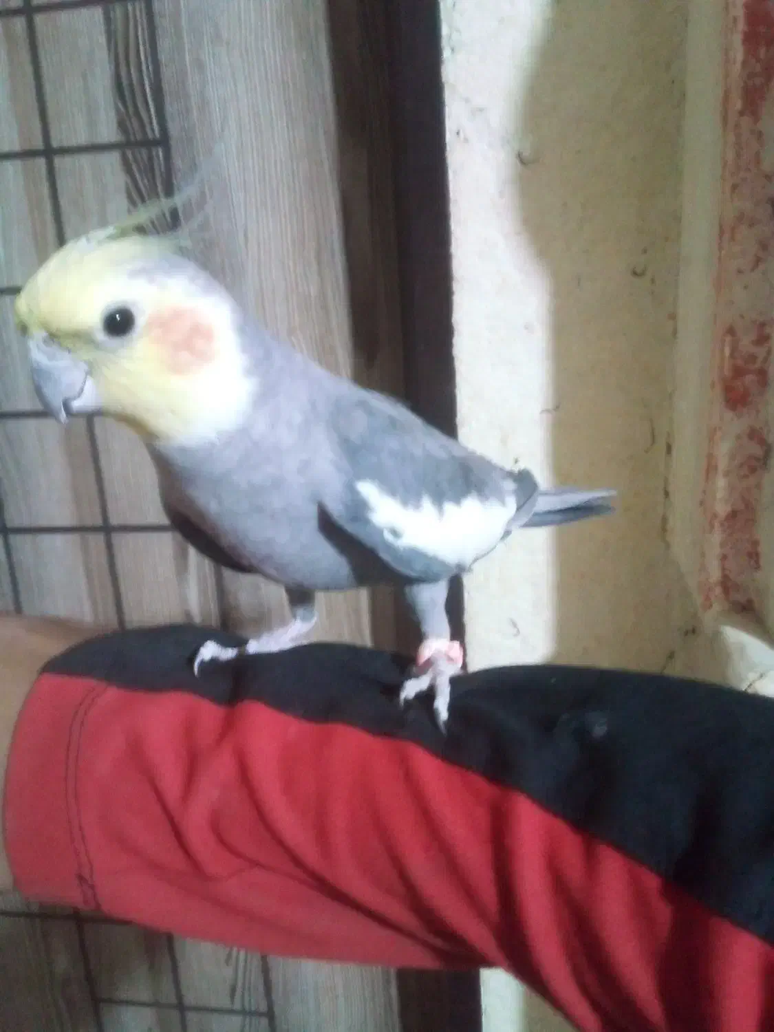 عروس هلندی سخنگو دستی|پرنده|رضویه, |دیوار