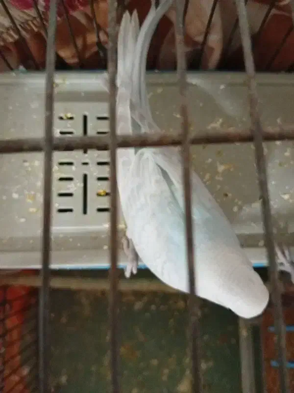 پرنده|پرنده|ری, ظهیرآباد|دیوار