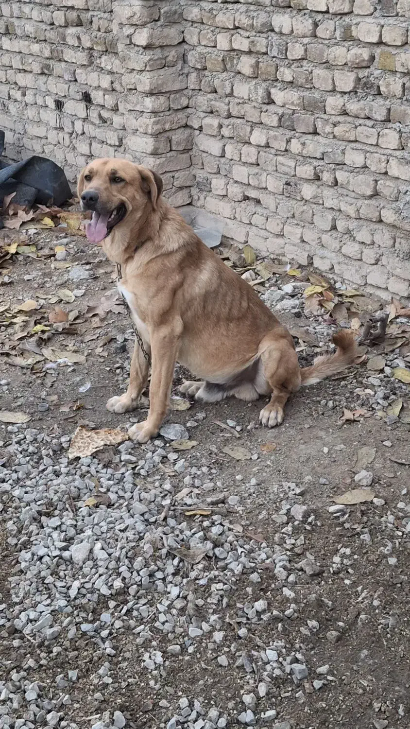 سگ سگ|سگ|اصفهان, بوستان کوهستانی صفه|دیوار