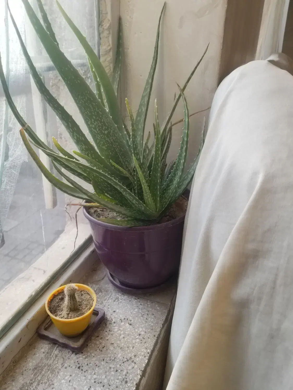 گل آلوئه ورا|گل و گیاه طبیعی|قوچان, |دیوار