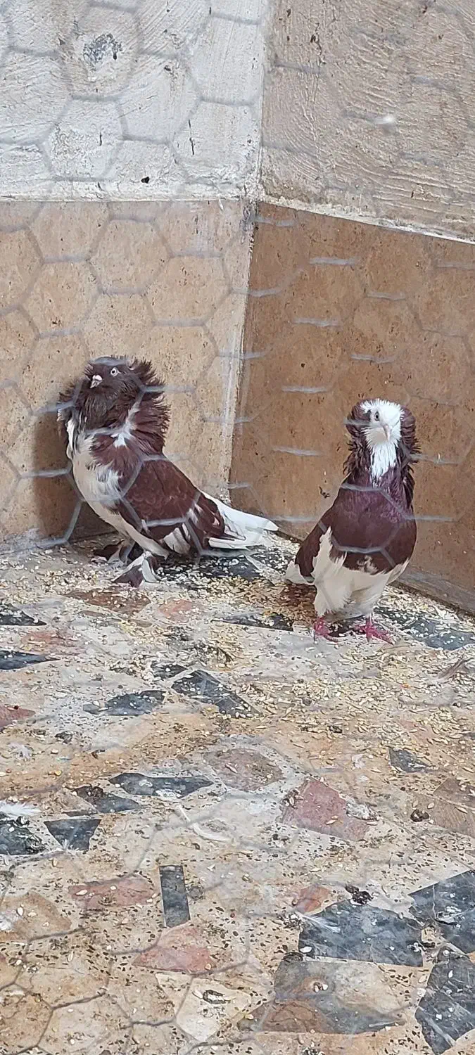 کبوتر تزئینی شامپیون ارجینال|پرنده|بابل, |دیوار