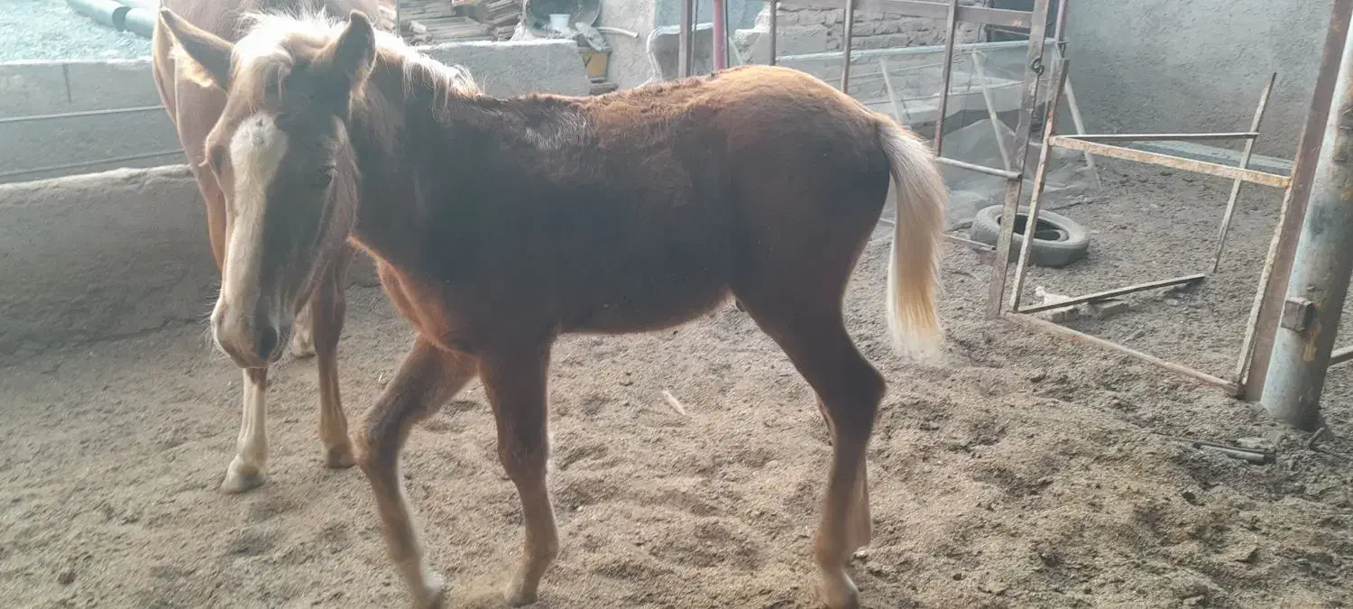 مادیان|اسب و تجهیزات اسب‌سواری|نیشابور, فضل|دیوار