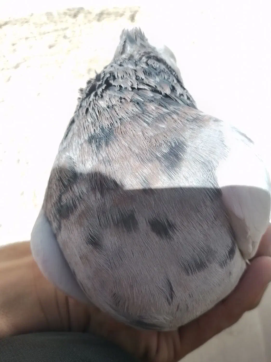 طوقی|پرنده|سنندج, |دیوار