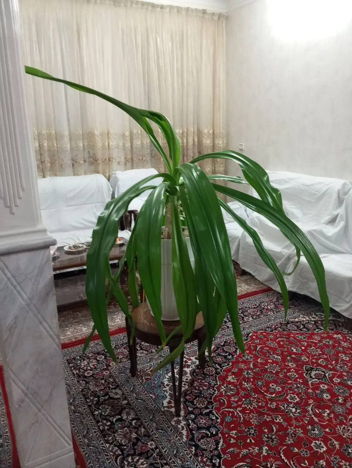 فروش سوسن عنکبوتی|گل و گیاه طبیعی|قم, منبع آب|دیوار
