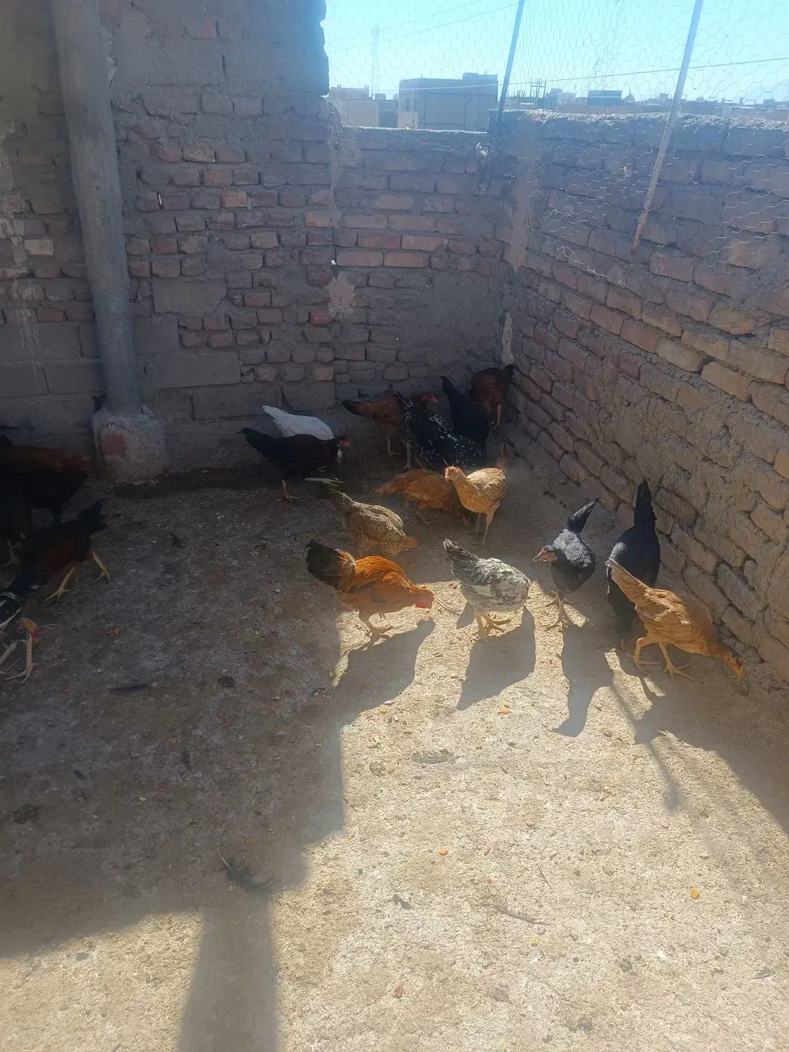 مرغ خروس جوجه|حیوانات مزرعه|زاهدان, |دیوار