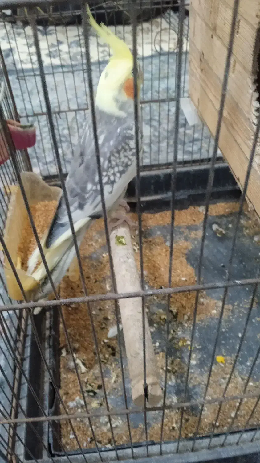 عروس هلندی|پرنده|سنگدوین, |دیوار